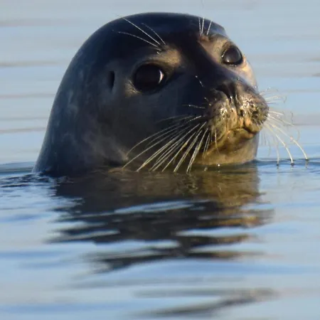 Horská chata La - Maison Typique Et Jardin A Berck-plage A 300 M De La